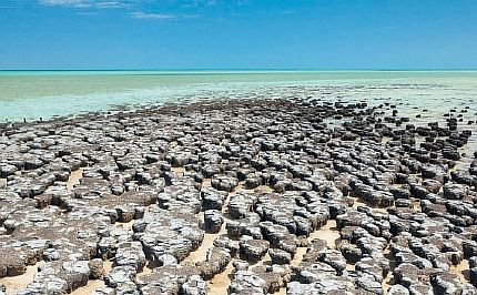 Строматолиты на побережье Австралии