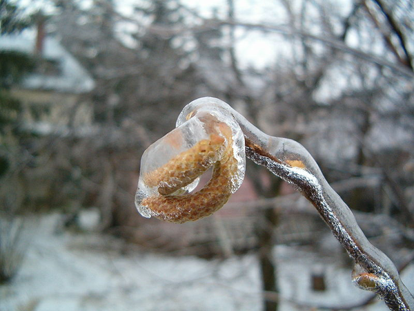 Лесной орех во льду