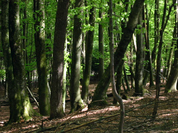 Широколиственный (бук) лес в Словении