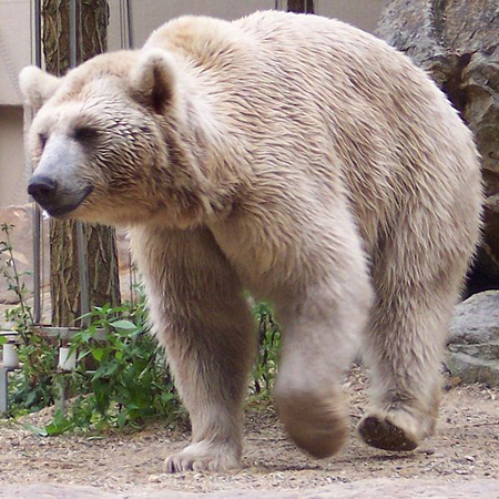 Медведь - зверь умеренной зоны
